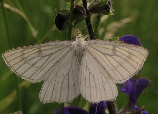 piadivka žilkovaná Siona lineata