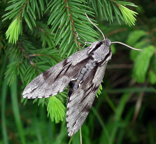 lišaj borovicový  Sphinx pinastri