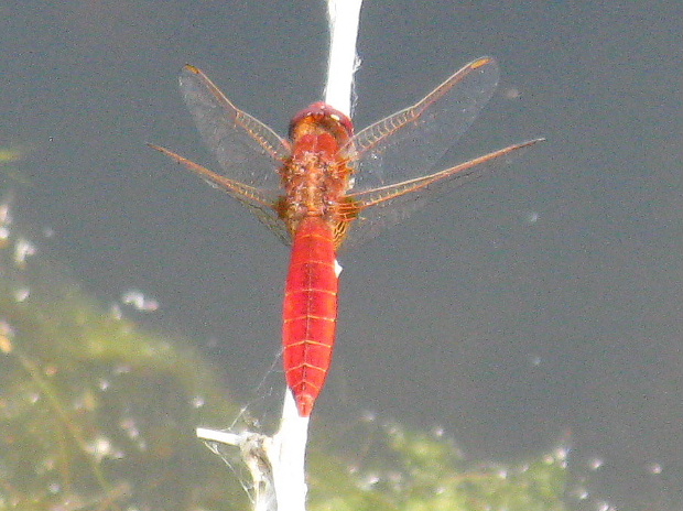 vážka červená Sympetrum sanguineum