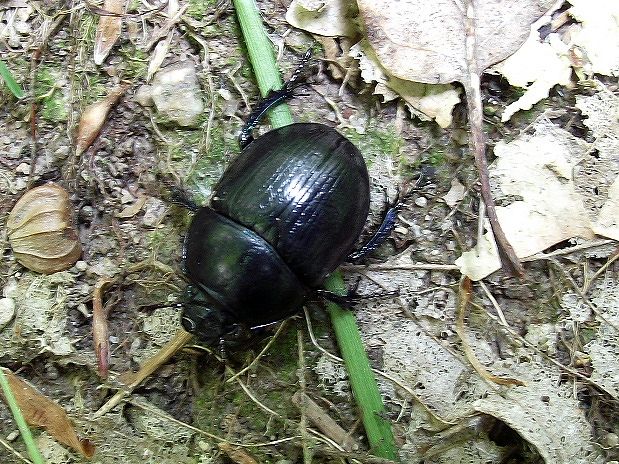 lajniak obyčajný Geotrupes  stercorarius