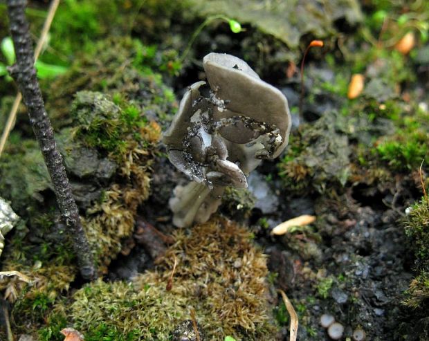 chriapač Helvella sp.