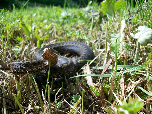 vretenica severna vipera berus