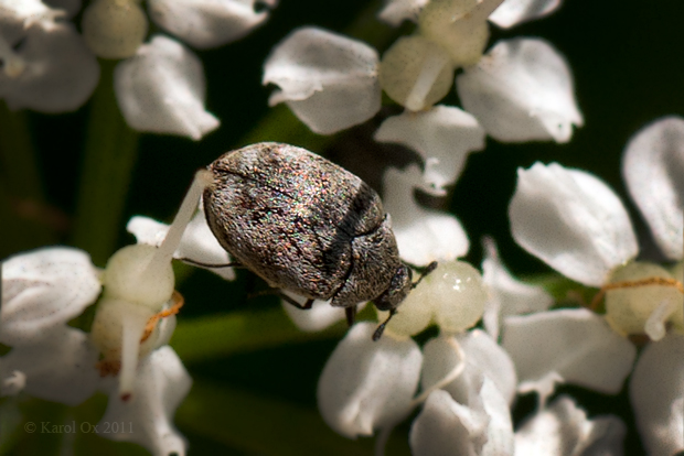 antrénus Anthrenus sp.