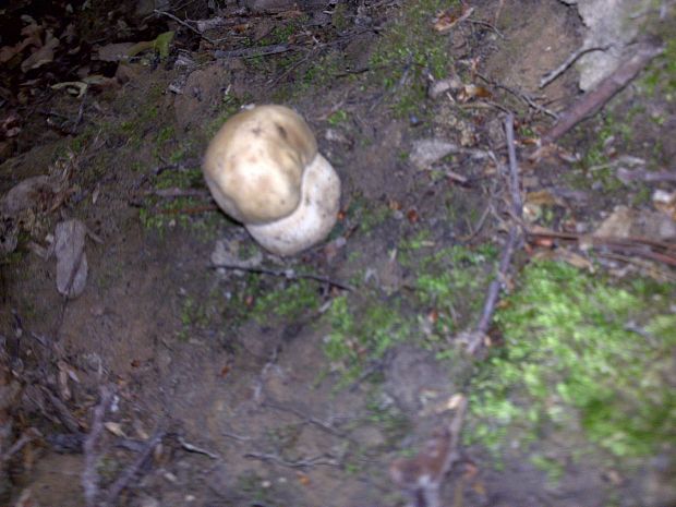 hríb dubový Boletus reticulatus Schaeff.