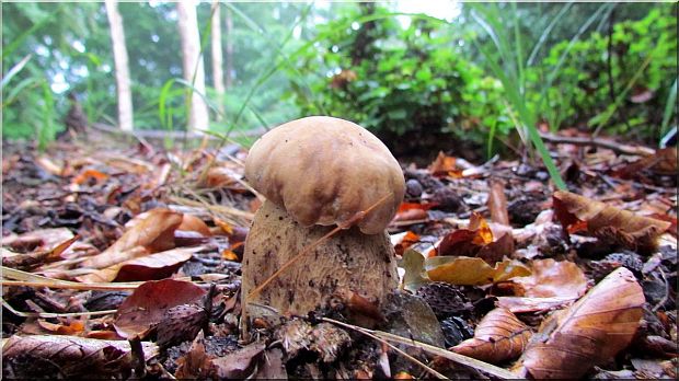 hríb dubový Boletus reticulatus Schaeff.