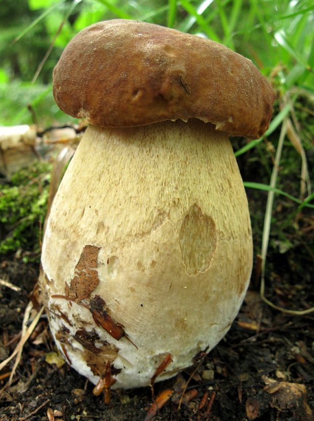 hríb dubový Boletus reticulatus Schaeff.