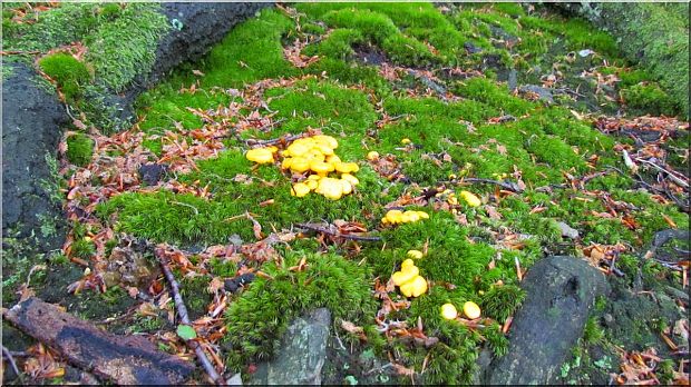 kuriatko jedlé Cantharellus cibarius Fr.