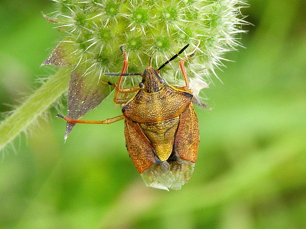 bzdocha menivá Carpocoris pudicus