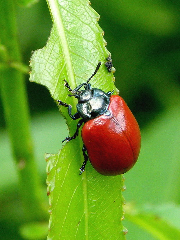 liskavka  Chrysomela