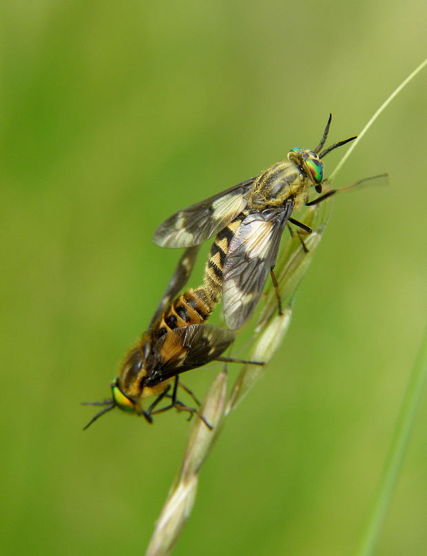 ovadík dotieravý Chrysops relictus  Meigen, 1820