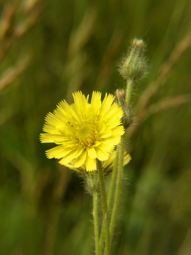 škarda dvojročná Crepis biennis L