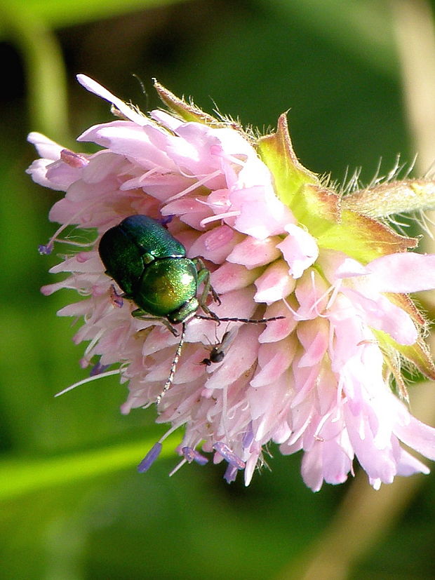 krytohlav Cryptocephalus sericeus sericeus   (Linnaeus, 1758