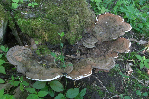 lesklokôrovka plochá Ganoderma applanatum (Pers.) Pat.