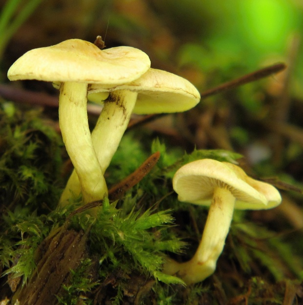 strapcovka Hypholoma sp.