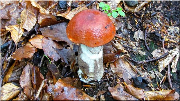 kozák osikový Leccinum albostipitatum den Bakker & Noordel.