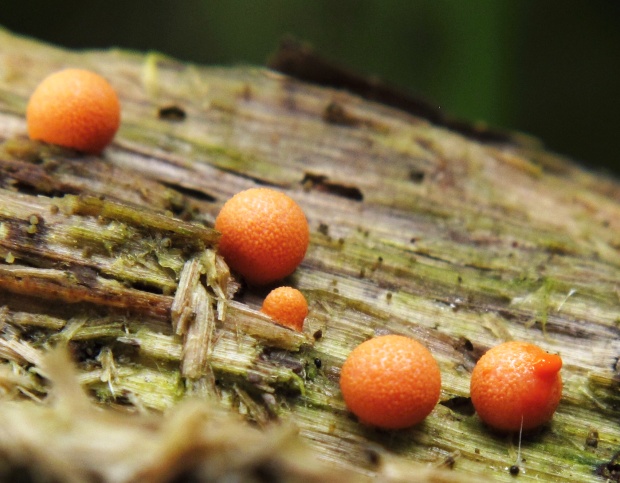 vlčinka Lycogala sp.