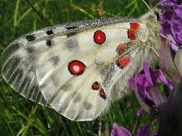 jasoň červenooký/jasoň červenooký  Parnassius apollo  (Linnaeus, 1758)