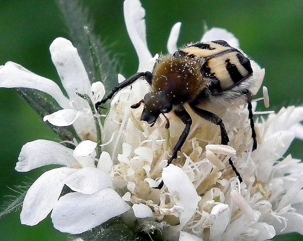 chlpáčik škvrnitý  Trichius fasciatus