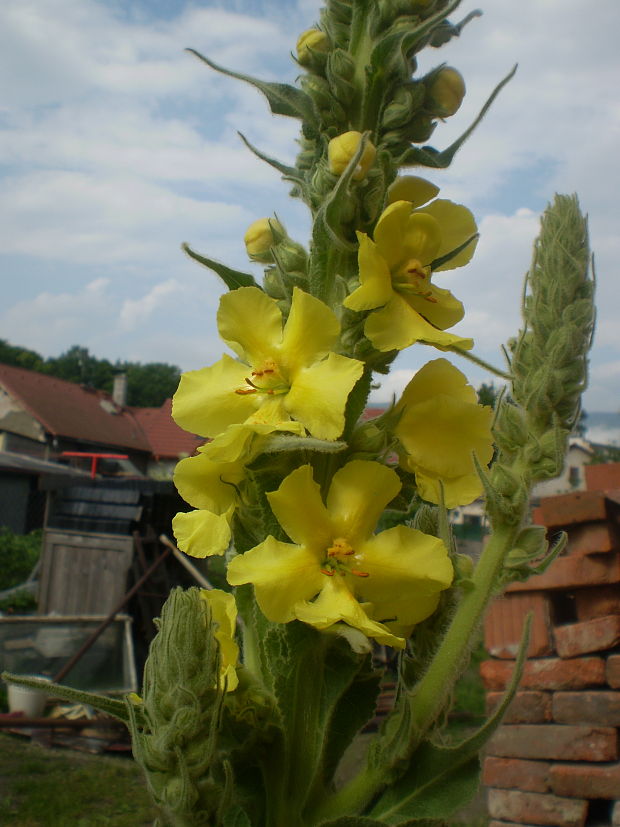 divozel veľkokvetý Verbascum densiflorum Bertol.