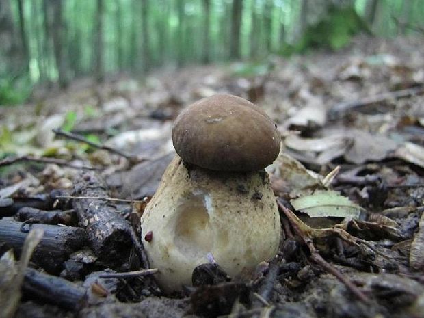 hríb dubový Boletus reticulatus Schaeff.