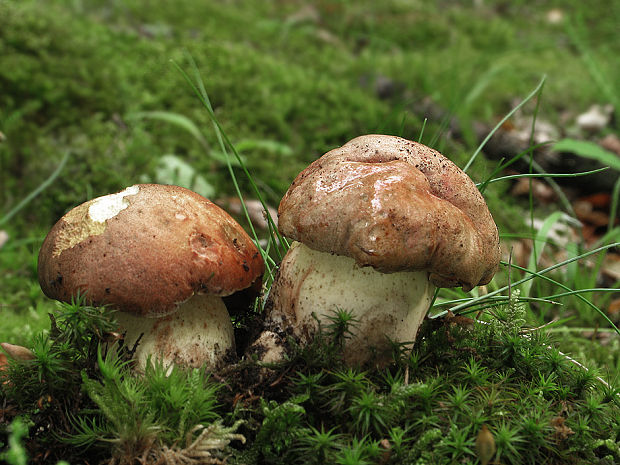 hríb príveskatý Butyriboletus appendiculatus (Schaeff. ex Fr.) Secr.