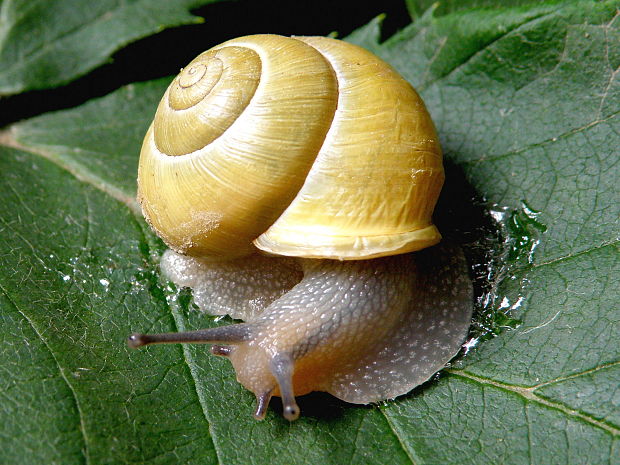 slimák meňavý  Cepaea hortensis