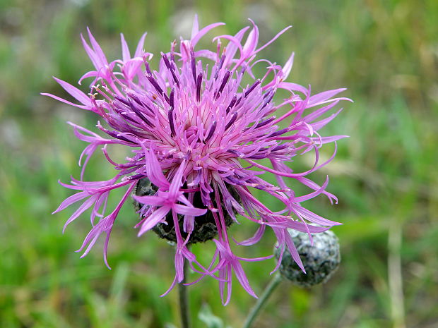 nevädzník hlaváčovitý Colymbada scabiosa  (L.) Holub