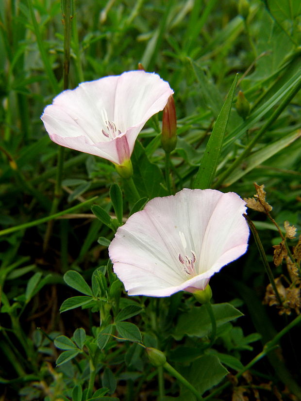 pupenec roľný Convolvulus arvensis L.