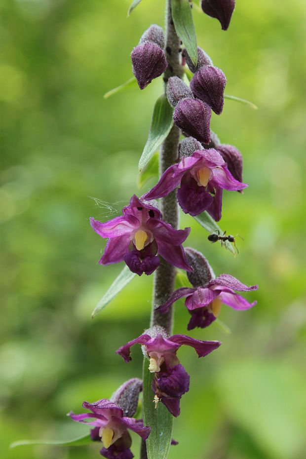 kruštík tmavočervený pravý Epipactis atrorubens subsp. atrorubens (Hoffm.) Besser