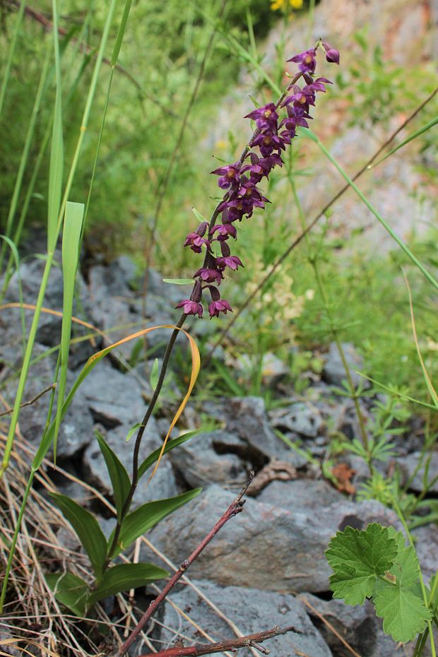 kruštík tmavočervený pravý Epipactis atrorubens subsp. atrorubens (Hoffm.) Besser