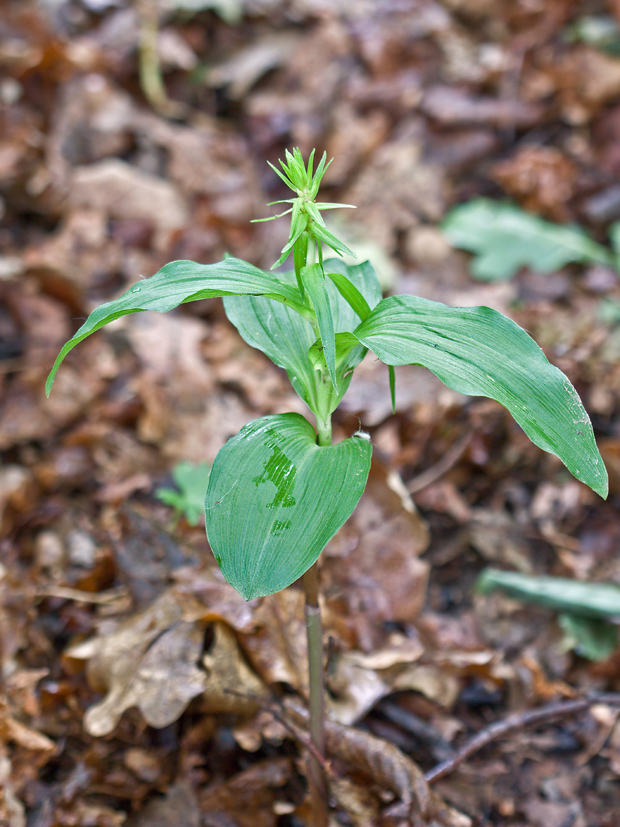 kruštík Epipactis sp.