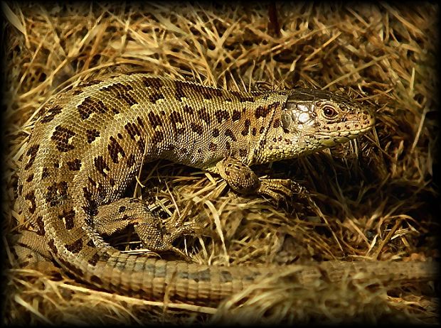 jašterica krátkohlavá Lacerta agilis