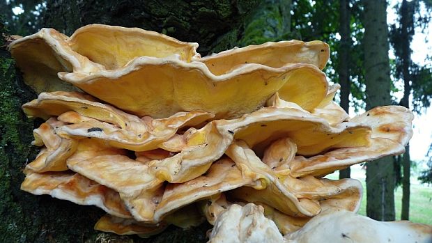 sírovec obyčajný Laetiporus sulphureus (Bull.) Murrill