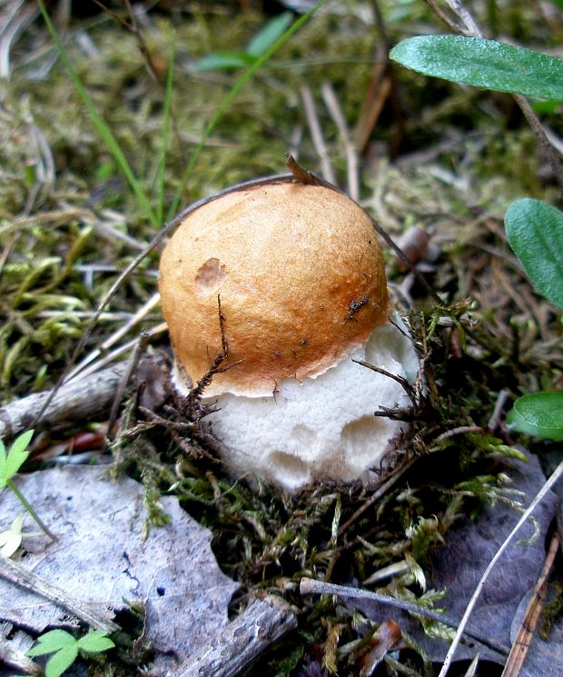 kozák osikový Leccinum albostipitatum den Bakker & Noordel.