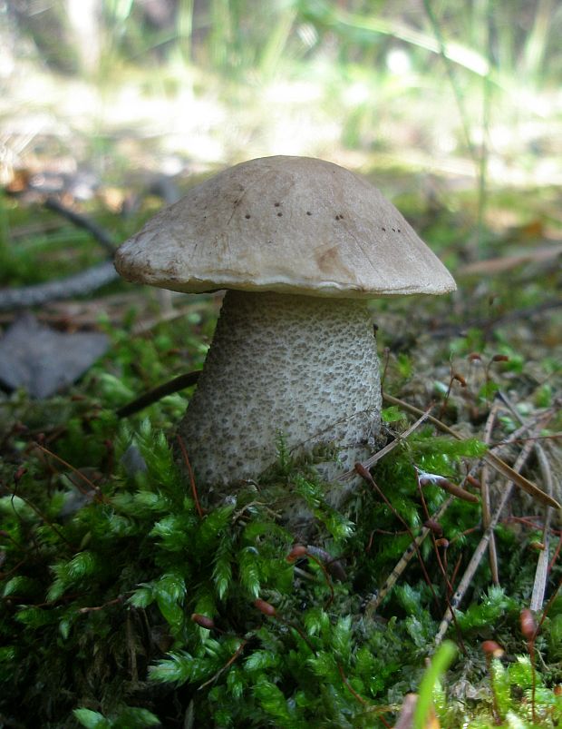 kozák brezový Leccinum scabrum (Bull.) Gray