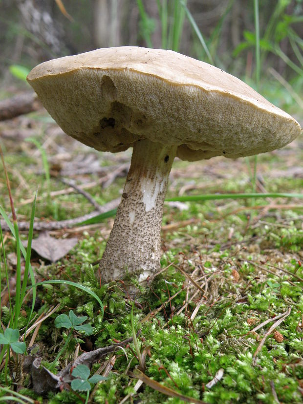 kozák brezový Leccinum scabrum (Bull.) Gray