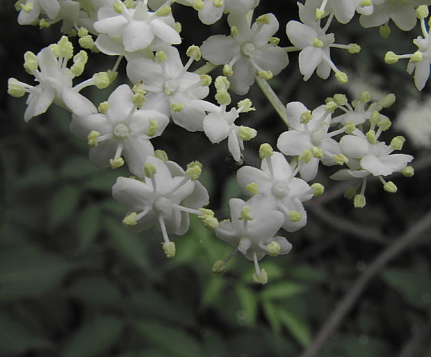 baza čierna Sambucus nigra L.