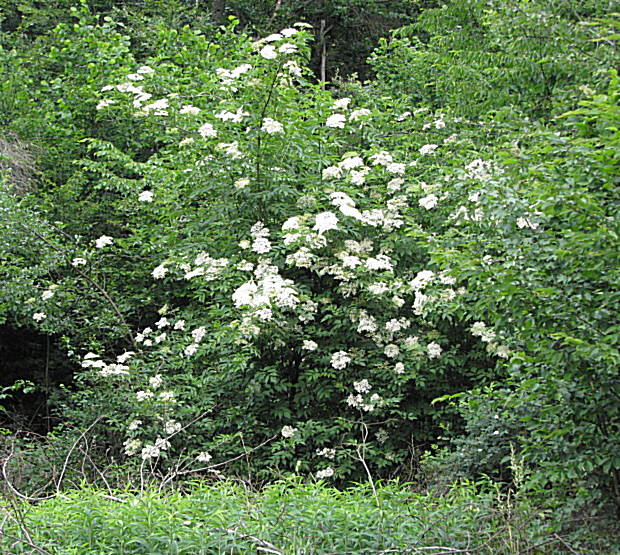 baza čierna Sambucus nigra L.