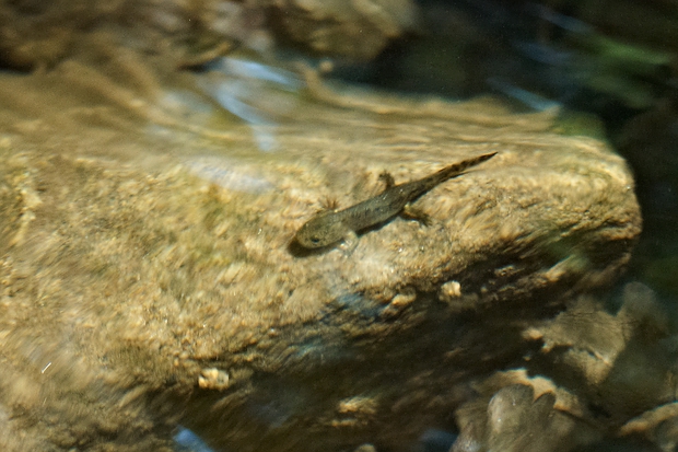 salamandra škvrnitá - dorast