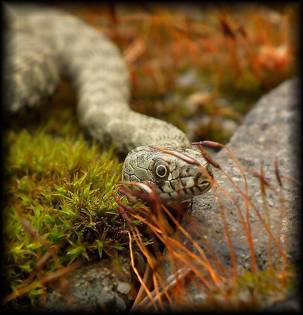 užovka frkaná natrix tesselatta