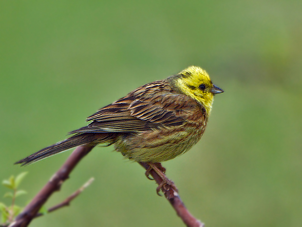 strnádka žltá   Emberiza citrinella