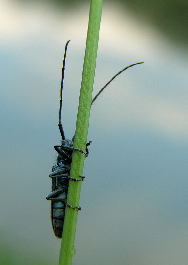 fúzač Agapanthia violacea