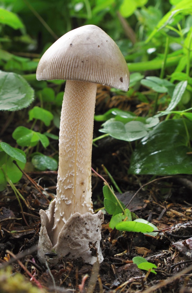 muchotrávka pošvatá Amanita vaginata (Bull.) Lam.