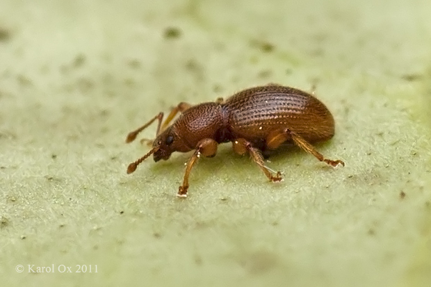 nosáčik Barypeithes cf. mollicomus Ahrens, 1812