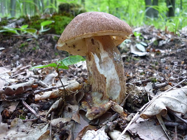 hríb dubový Boletus reticulatus Schaeff. ex Boud.