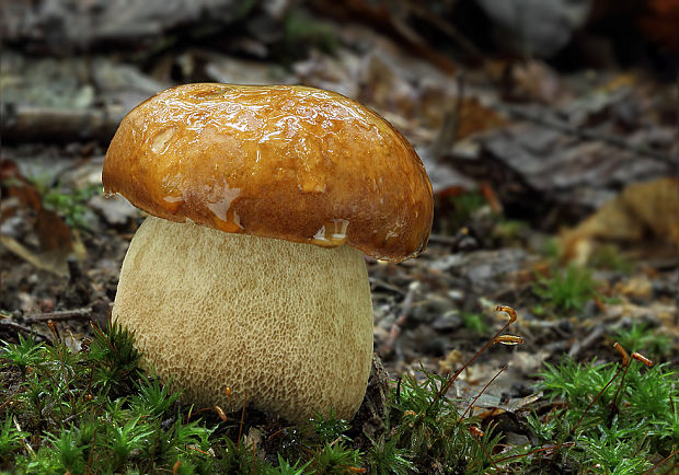 hríb dubový Boletus reticulatus Schaeff.