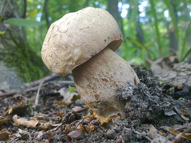 hríb dubový Boletus reticulatus Schaeff.