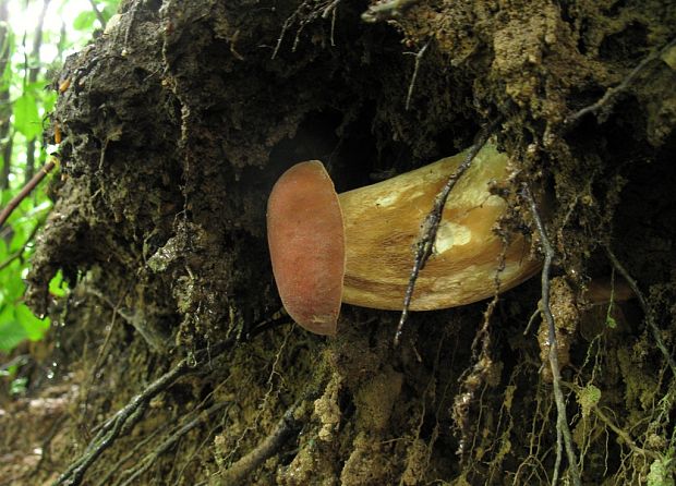 hríb dubový Boletus reticulatus Schaeff.