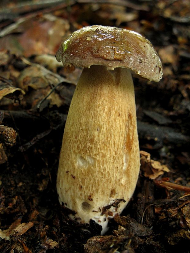 hríb dubový Boletus reticulatus Schaeff.