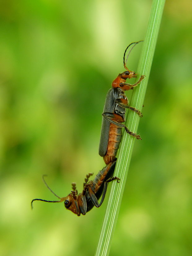 snehulčík Cantharis livida